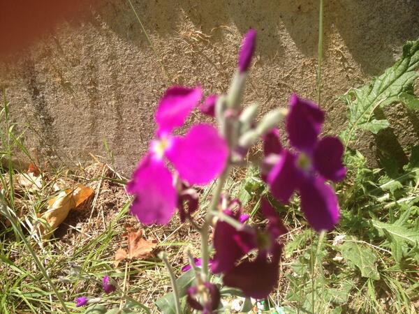 Me podrias ayudar a identificar esta flor que encontre ayer paseando por el campo con mi perro?
