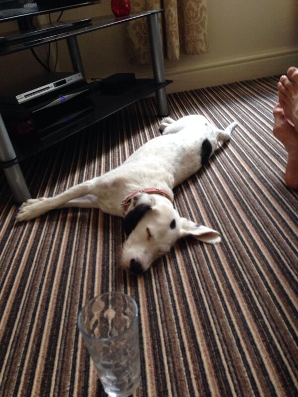 DogJuno tweet picture