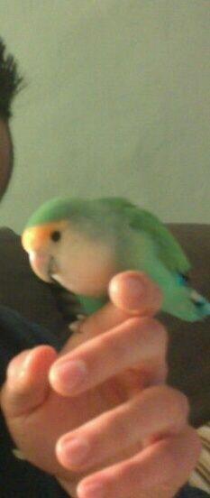 melchormdlt's tweet photo. El mejor pájaro http://t.co/PE4O5PtpNd