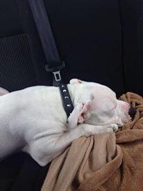 RT @The_Animal_Team: #freedomride for Misty white staffy #reacue to #foster #savinglives #safe #volunteerDrivers