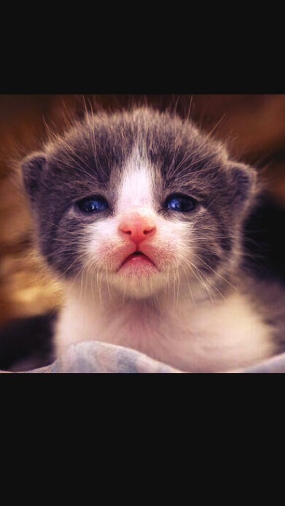 He has to concentrate on what you're saying cuz he has tiny ears.