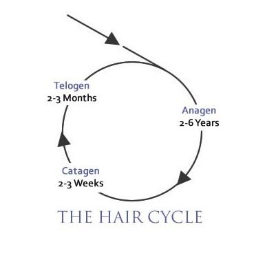 Take a look at this image which explains the different phases of the #haircycle #hairrestoration