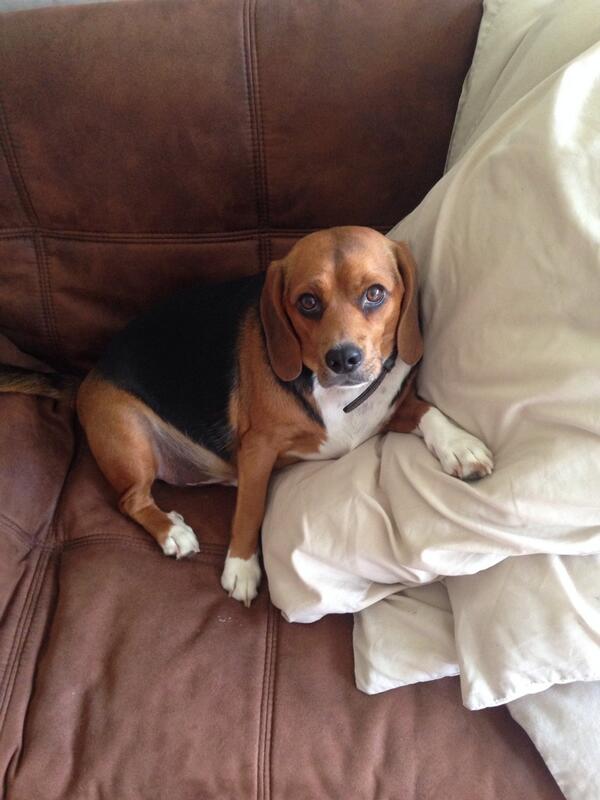 Watching the humans clean