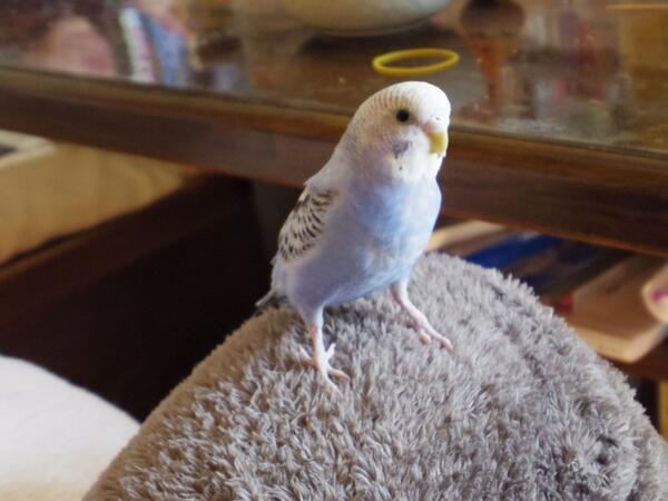 動物おもしろ画像館 V Twitter お亡くなりになった鳥 T Co Wsnw9iij94