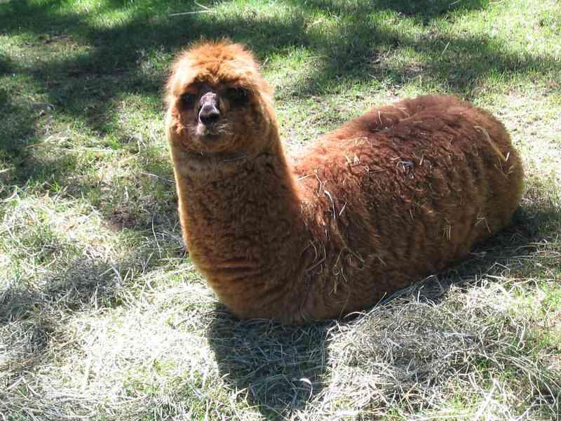 動物おもしろ画像館 V Twitter いもむし アルパカ なにこれ T Co Peja4wjgvt 動物おもしろ画像館 V Twitter いもむし アルパカ なにこれ T Co Peja4wjgvt