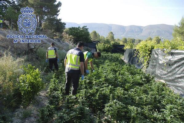 Descubierta una plantación con 3.143 plantas de marihuana en Alicante antena3.com/noticias/socie…