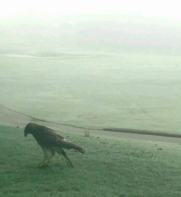 lsgcm's tweet photo. 9 am shotgun this morning then couples golf this afternoon. Carts 90°, greens at 10.5, rabbit for breakfast... http://t.co/HSM26afy9Z
