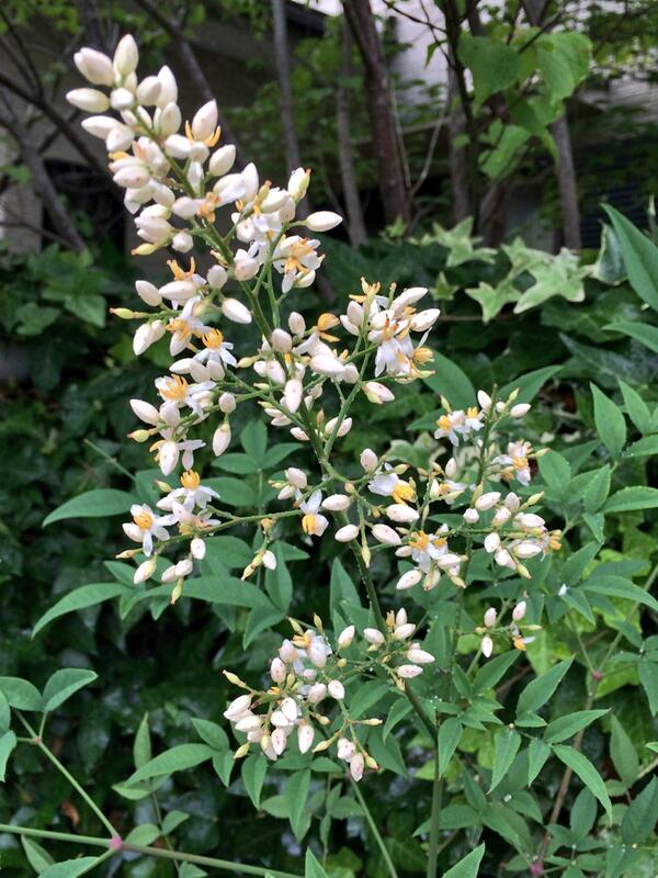 ট ইট র Mickey51 庭の南天が花を付けました 白い小花を円錐状に付ける かわいい花です 日本では南天は 難転 難を転じて福となす に通じることから 縁起木として愛されて来ました 南天の花言葉は 機知に富む 福をなす です 南天 Http ট ইট র Mickey51 庭の南天が花を付けました 白い小花を円錐状に付ける かわいい花です 日本では南天は 難転 難を転じて福となす に通じることから 縁起木として愛されて来ました 南天の花言葉は 機知に富む 福をなす です 南天 Http