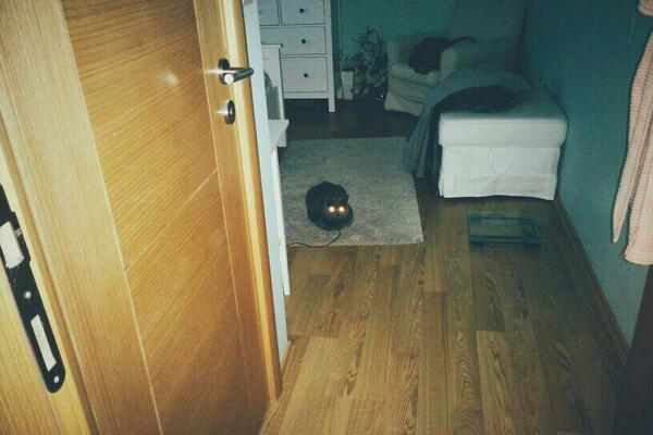 incicaps's tweet photo. Kedi şarj oluyor sanırım http://t.co/wB51uzqIvY