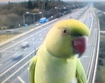 WebcamMirror tweet picture