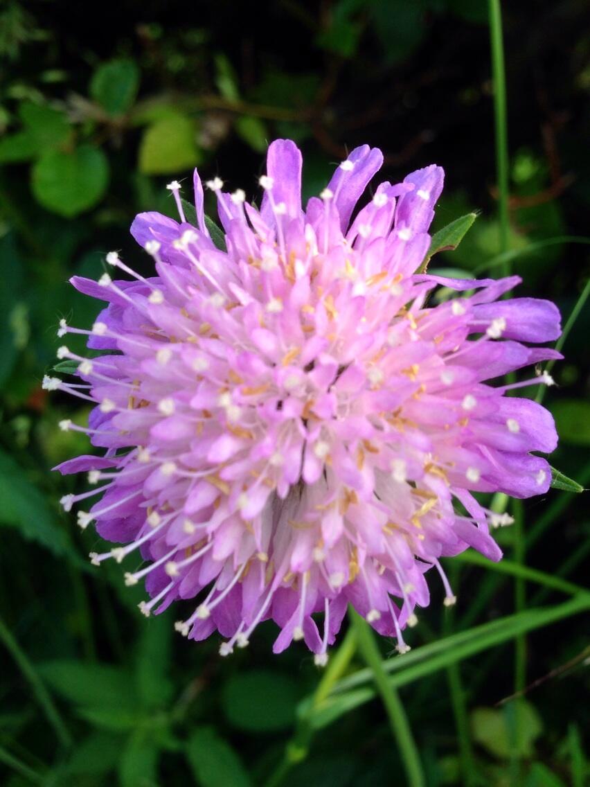 Permalien de l'image intégrée