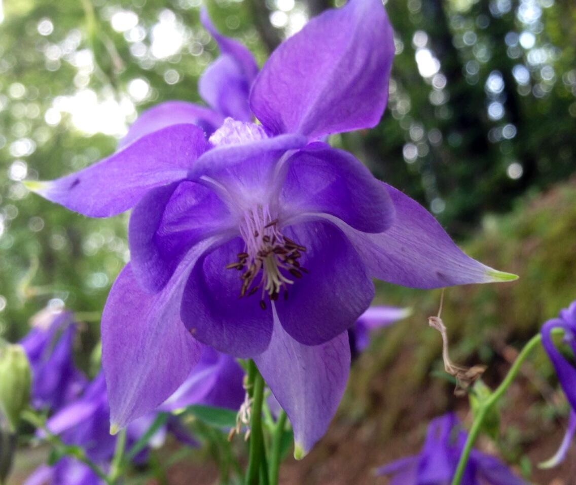 Permalien de l'image intégrée