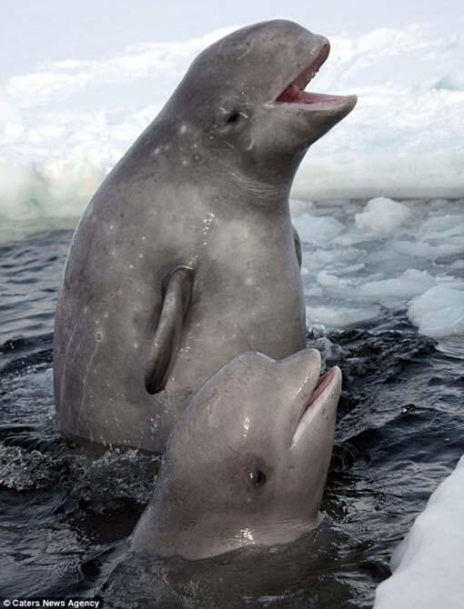 Bravo et Félicitations 
<a href="/MarcheTerreMere/">Marche Terre Mère</a> 
700KM en 35 jrs
Le message qu'un Quebec aux  Energies propres est possible