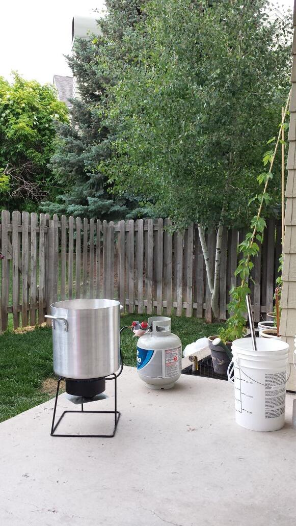 droptinebrewing's tweet photo. Raspberry Wheat in progress. Hops also growing nicely!  Looking forward to next year's harvest. http://t.co/Kp4kNceTAI