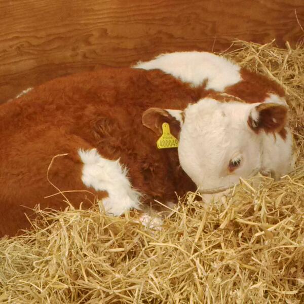 NFUHfds's tweet image. Great turnout of Hereford cattle at the Royal Three Counties Show this weekend.