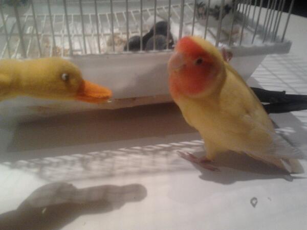 PatoFilosofico's tweet photo. Cuack? Que clase de patoimitación barata es esta? http://t.co/oROzJagqbq