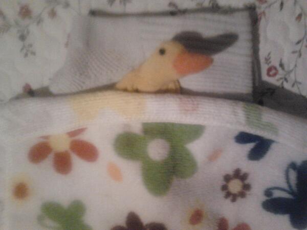 PatoFilosofico's tweet photo. Despues de una ducha fresquita a la cama. Pato-Noches a todos! http://t.co/VT0nvVuc95