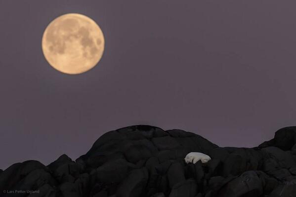 Polar bear sleeping under a full moon
