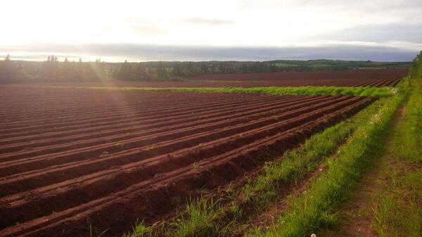 PurePEIsland's tweet photo. Perfect visual! RT @rbatherson: Does it get more #PEI than this? http://t.co/NJ6MU6Z6xR