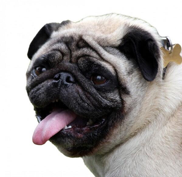 Pugs Com tweet media