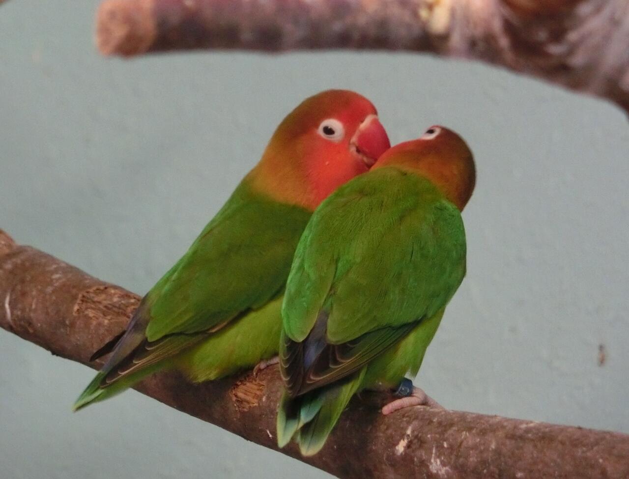 上野動物園 公式 おはようございます 上野動物園開園です 本日6月15日はオウム 06 とインコ 15 の日だとか 写真はバードハウス2階のルリゴシボタンインコ ボタンインコの仲間はつがいの仲が良いため ラブバード とも呼ばれます Http T Co