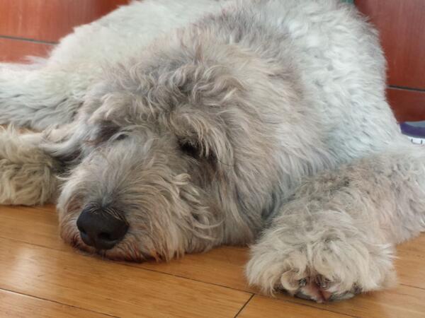 Lewis is having a good time at <a href="/ScheidWine/">Scheid Wine</a> #dogfriendly #dogsrule #dogrescue