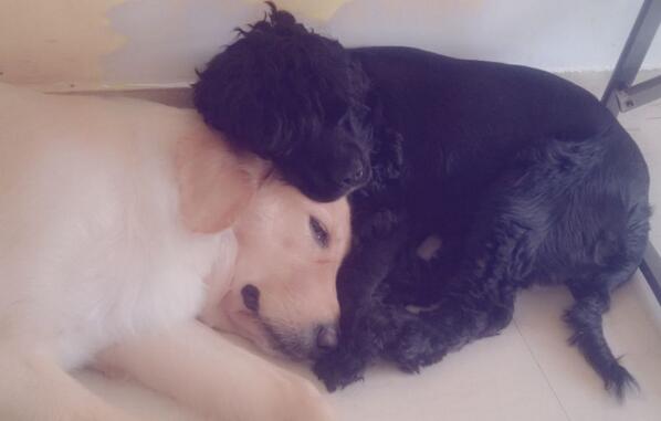 Embedded image permalink