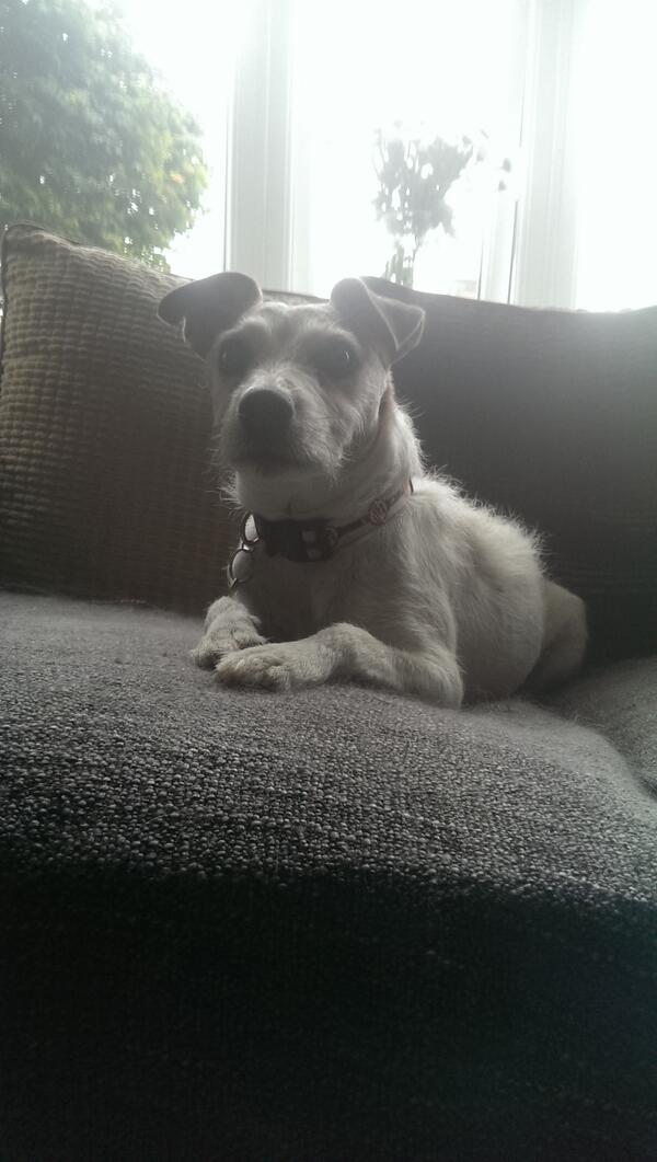 TheUrbanArk's tweet photo. Mr trigger. Staying with us for the weekend.#dog #goodboy #letsleepingdogslie #doggydaycare #terrier #petsitting http://t.co/42kQrmu0S4