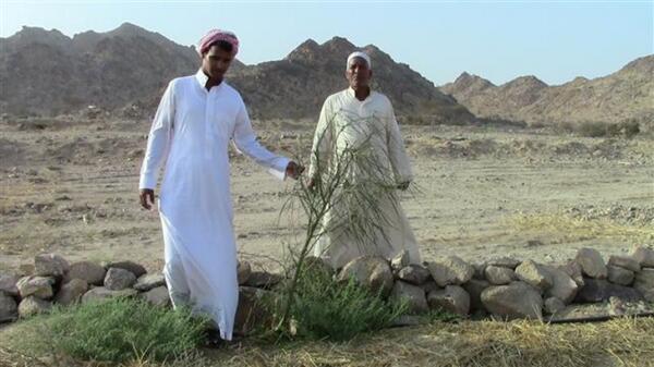 Al_Baydha's tweet photo. Khalid &amp; Khamis show a Parkensonia with straw and rock mulch. Jan, 2013 http://t.co/lar88uBpAY