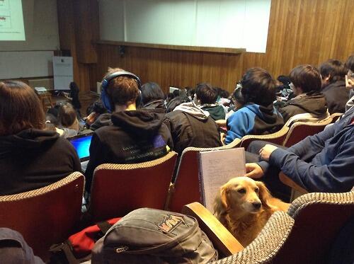 ohh_deer's tweet photo. Ohh Deer... #doginclass #dog http://t.co/jx8YipWup6