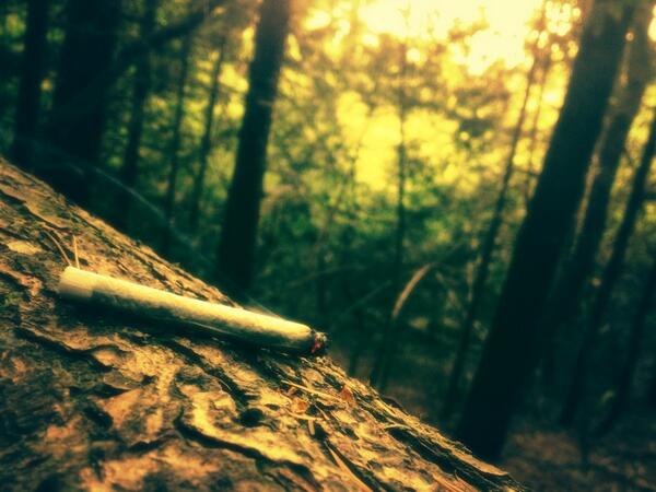 brokenbowls's tweet image. 🍁stoner sunset🍁😚💨💨 #bcbud #beatifulbc #vancouverisland #forestjoint #loudcrowd