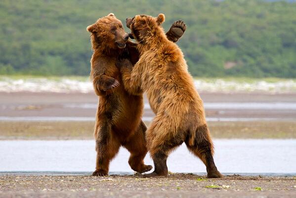 Песня танцующие медведи. Танцующий медведь. Медведь танцует. Бурый медведь танцует. Животные танцуют.