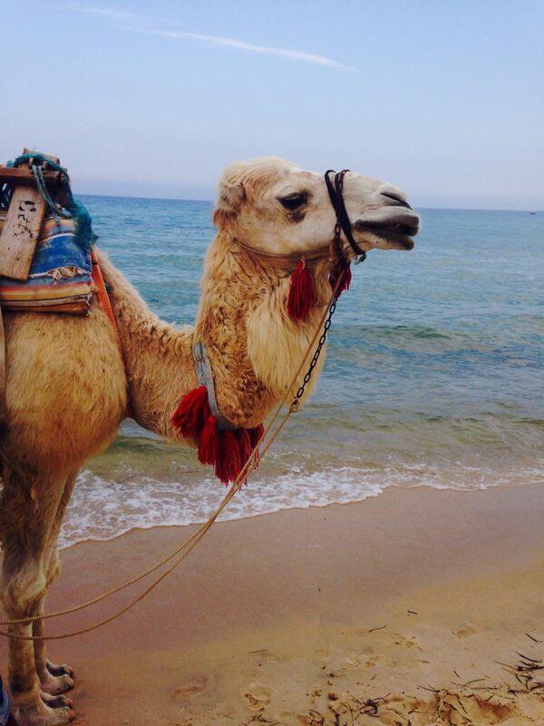 emileeorch91's tweet photo. Camel selfie http://t.co/RsakEJnutY