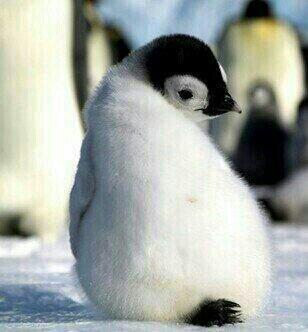 커미션 홍보봇 tweet media