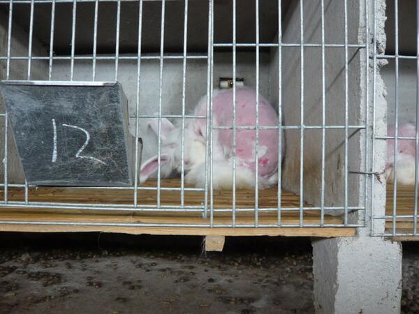tierpfoetchen's tweet photo. RT if the #fact that bunnies actually have their fur RIPPED OUT for a JACKET makes you SICK. #FurFree #CrueltyFree http://t.co/chFp4rcMhq