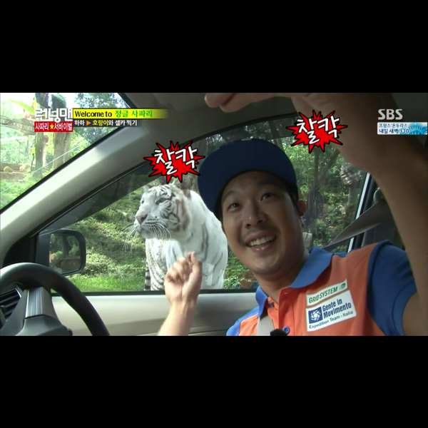 RunningManMsia's tweet photo. HaHa @Quanninomarley Selfie With Bengala Tiger at Taman Safari Indonesia #RunningMan200th http://t.co/MUpcOHX7FN via @Nitnitnitnita