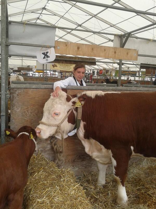 Jock got  First! #RBST #TraditionalHereford #RoyalThreeCounties