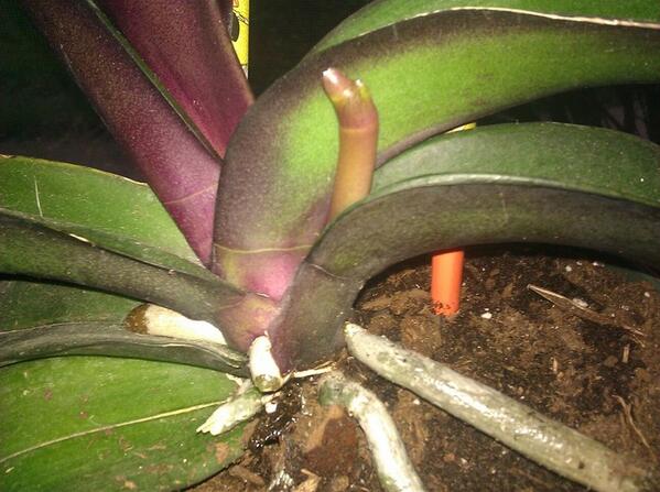 Your orchid isn't dead! It's just resting. hub.am/1hUcF3N | #OrchidCare