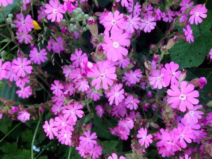 Permalien de l'image intégrée