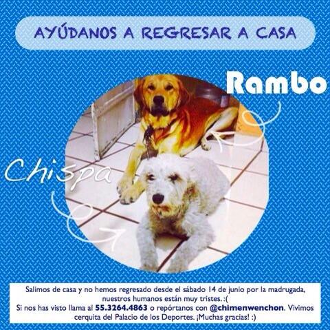 PerrosPerdidosMx tweet media