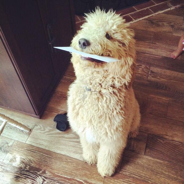 tweettweetmama's tweet image. Max was so excited to give @tweettweetbobby his Father's Day card! #maxadoodle #properpup #furdaddy