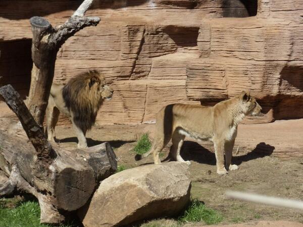 Catmay468's tweet image. We went to the zoo a few months ago and I just found this pic of the lions.