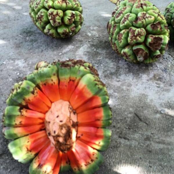 KInstagramers's tweet image. #Pandanus #screwpine #kashikeyo #kulhudhuffushi #market #maldives by archisz ift.tt/1qRn1Bk