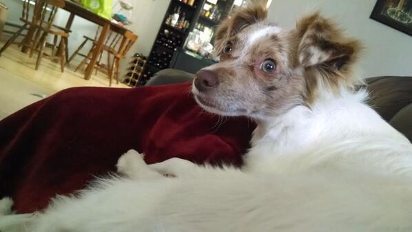 raphpuppy's tweet image. I want to play but @sarahchavis is tired, so I'm guarding her until we can play.