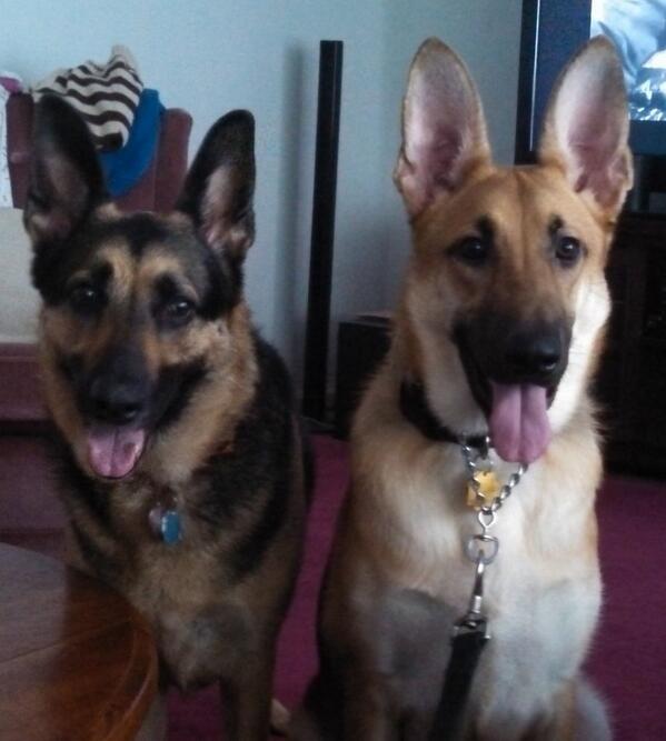 American Canine Collection tweet media