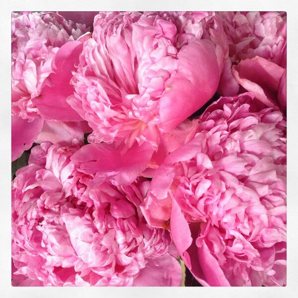 ATPrettyThings's tweet image. Farmer's Market peonies. 💗 them!