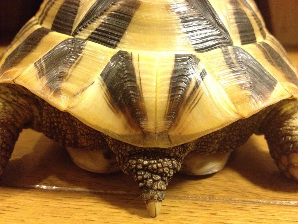 カメゴト どなたか ヘルマンリクガメの男の子を飼育されている方でカメケツの写真を提供頂けないでしょうか Http T Co Fpp4zp0alkにオスメスの見分け方を載せたいのですが Hp内で紹介させてもらえないですかー Http T Co Tdplusib9f