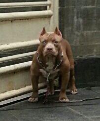 dDPetshop's tweet photo. @DepokDogLovers@dog_traine @dogtrainingcour @dog_chelsea for sell http://t.co/RU5B95vO2M