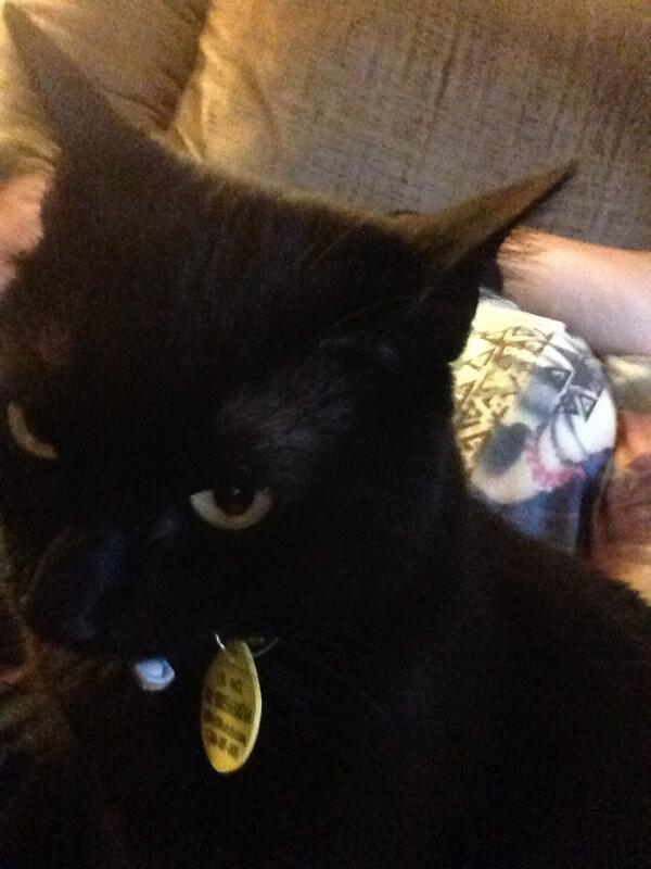 KarmicEvolution's tweet image. It's cool cat, seeing what I'm doing is totally over rated