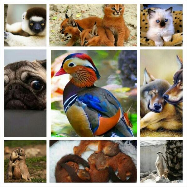 romanbabar's tweet photo. Природа радует и удивляет.... #megodoo http://t.co/Bl5hEGROZN